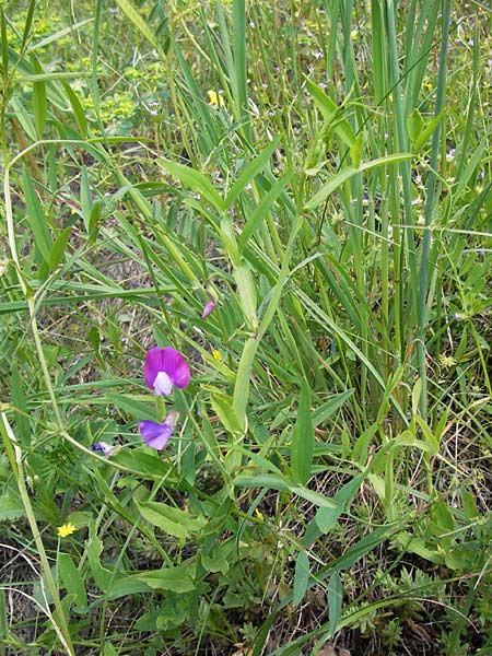 Lathyrus clymenum \ Purpur-Platterbse / Crimson Pea, I Liguria, Piana Crixia 21.5.2013