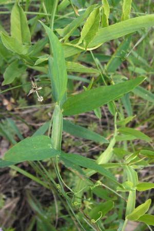 Lathyrus clymenum \ Purpur-Platterbse, I Liguria, Piana Crixia 21.5.2013