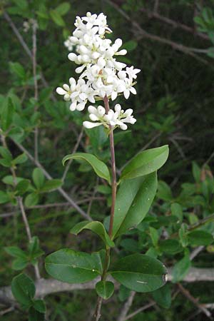 Ligustrum vulgare / Wild Privet, I Perugia 3.6.2007