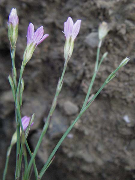 Petrorhagia saxifraga / Tunic Flower, I Castel Rigone 4.6.2007