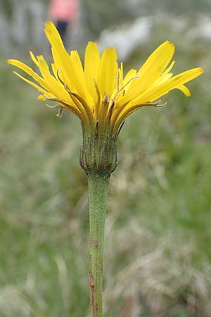 Leontodon incanus \ Grauer Lwenzahn, I Alpi Bergamasche, Monte Alben 11.6.2017