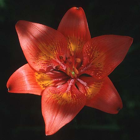 Lilium bulbiferum subsp. croceum \ Orangerote Feuerlilie / Orange Lily, I Terlago 6.6.1989