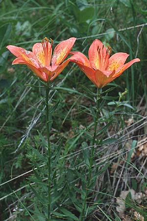 Lilium bulbiferum subsp. bulbiferum \ Brutknllchentragende Feuerlilie / Orange Lily, I Malga del Finonchio 7.6.1989