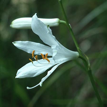 Paradisea liliastrum / St Bruno's Lily, I St.  Martin am Kofel 28.6.1993