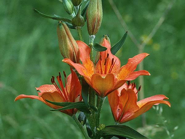 Lilium bulbiferum subsp. bulbiferum \ Brutknllchentragende Feuerlilie / Orange Lily, I Fassa - Tal / Valley 3.7.1993