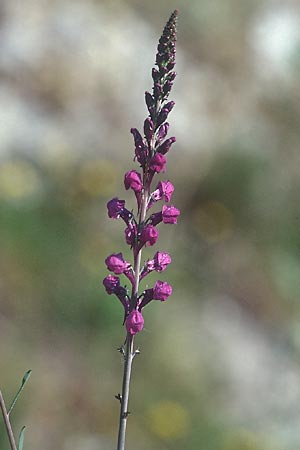 Linaria purpurea \ Purpurrotes Leinkraut, I Toscana, Alberese 25.4.1998