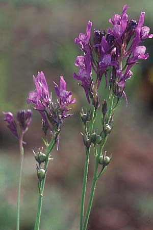 Linaria pelisseriana \ Schlundhckriges Leinkraut, I Tarent 10.4.1999