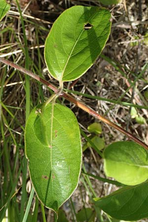 Lonicera japonica \ Japanisches Geiblatt / Japanese Honeysuckle, I Iseosee, Sulzano 8.6.2017