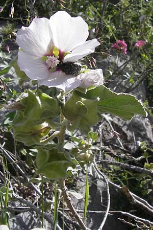 Malva subovata \ Strand-Strauchpappel / Sea Mallow, I Liguria, Toirano 20.5.2013