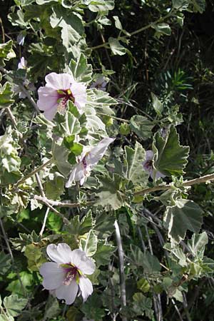 Malva subovata / Sea Mallow, I Liguria, Toirano 20.5.2013