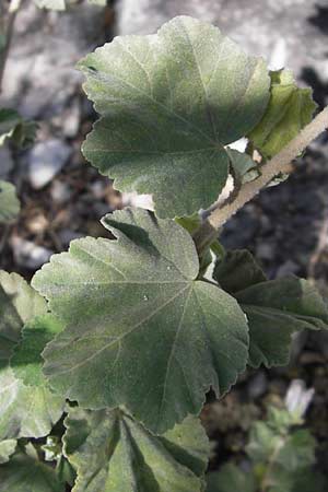 Malva subovata \ Strand-Strauchpappel / Sea Mallow, I Liguria, Toirano 20.5.2013