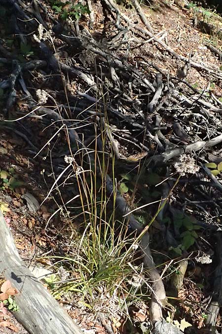 Luzula nivea \ Schneeweie Hainsimse / Swow-white Wood-Rush, I Liguria, Passo di Cento Croci 27.9.2023