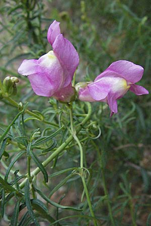 Antirrhinum majus \ Groes Lwenmaul, I Ancona 29.5.2007