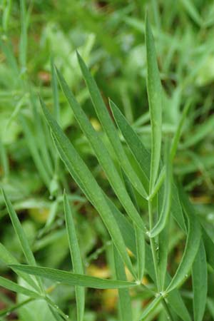 Laserpitium peucedanoides \ Haarstrang-Laserkraut, I Alpi Bergamasche, Seriana-Valpiana 6.6.2017