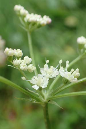 Laserpitium peucedanoides / Sermountain, I Alpi Bergamasche, Seriana-Valpiana 6.6.2017