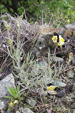 Linaria supina \ Niedriges Leinkraut, I Liguria, Sassello 25.5.2013