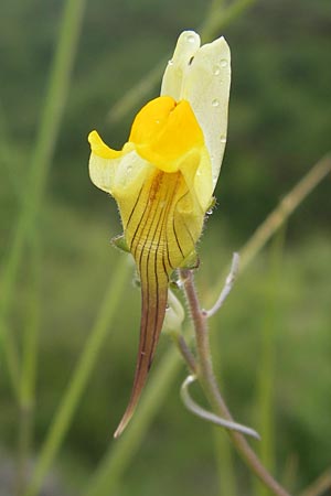 Linaria supina / Prostrate Toadflax, I Liguria, Sassello 25.5.2013