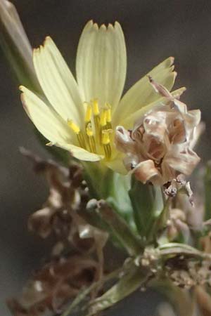 Lactuca saligna \ Weiden-Lattich / Willowleaf Lettuce, Least Lettuce, I Liguria, Cinque Terre 28.9.2023