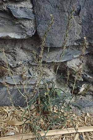 Lactuca saligna \ Weiden-Lattich / Willowleaf Lettuce, Least Lettuce, I Liguria, Cinque Terre 28.9.2023