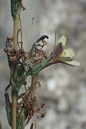 Lactuca saligna \ Weiden-Lattich, I Liguria, Cinque Terre 28.9.2023