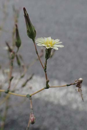 Lactuca saligna \ Weiden-Lattich / Willowleaf Lettuce, Least Lettuce, I Liguria, Moneglia 30.9.2023