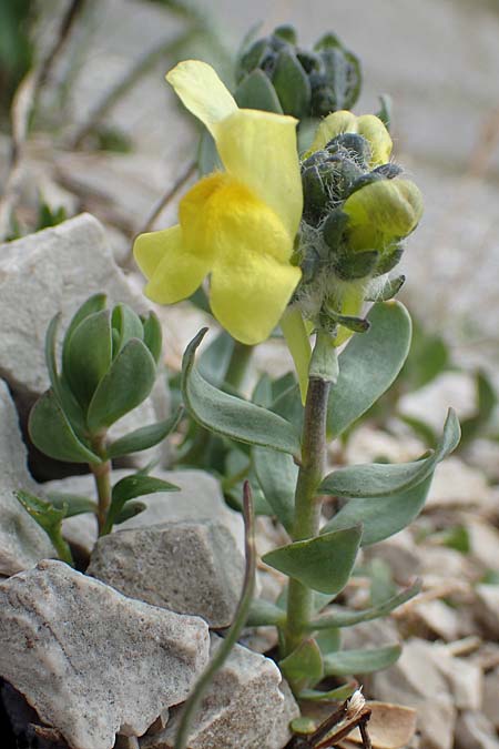 Linaria tonzigii \ Bergamasker Leinkraut / Tonzig's Toadflax, I Alpi Bergamasche, Pizzo Arera 9.6.2017