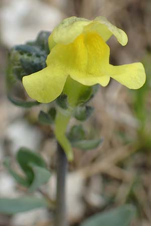 Linaria tonzigii \ Bergamasker Leinkraut / Tonzig's Toadflax, I Alpi Bergamasche, Pizzo Arera 9.6.2017