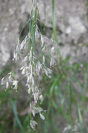 Luzula pedemontana \ Piemonteser Hainsimse / Piedmont Wood-Rush, I Albisola 22.5.2010