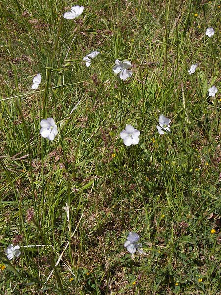 Linum bienne \ Zweijhriger Lein, I Liguria, Molini di Triora 26.5.2013