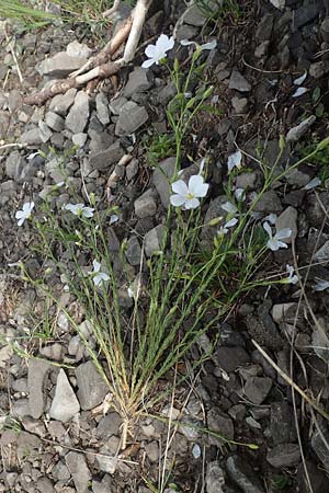 Linum alpinum / Mountain Flax, I Alpi Bergamasche, Monte Alben 11.6.2017