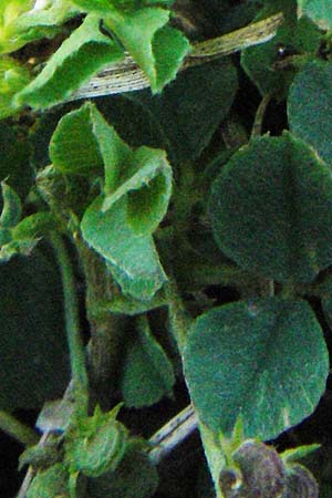 Medicago italica ? \ Italienischer Schneckenklee / Hairy Medick, I Ancona 31.5.2007