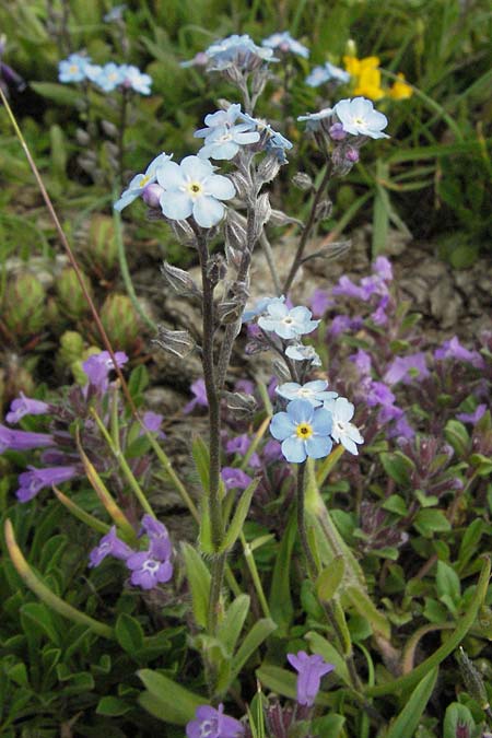 Myosotis graui / Grau's Forget-me-not, I Norcia 7.6.2007