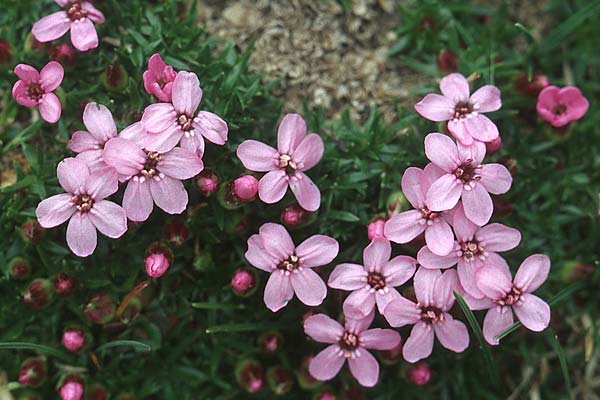 Silene acaulis / Moss Campion, I Sella-Joch 6.8.2004