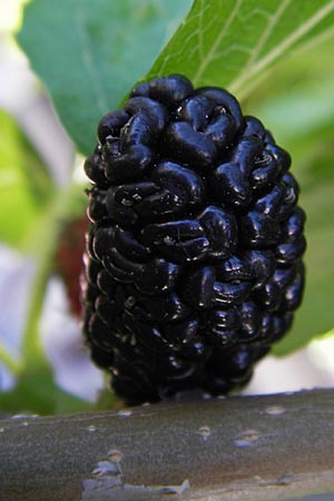 Morus nigra \ Schwarzer Maulbeerbaum / Common Mulberry, I Liguria, Toirano 20.5.2013