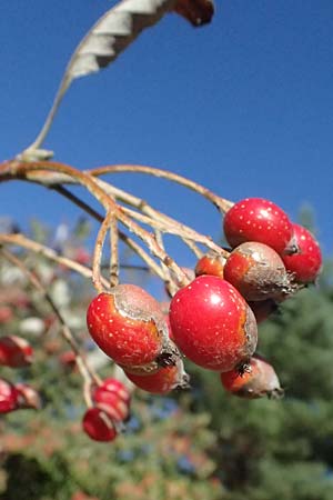 Sorbus aria \ Echte Mehlbeere, I Liguria, Borzonasca 29.9.2023