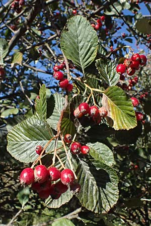 Sorbus aria \ Echte Mehlbeere, I Liguria, Borzonasca 29.9.2023