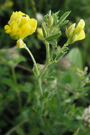 Medicago minima \ Zwerg-Schneckenklee / Burr Medick, I Perugia 3.6.2007