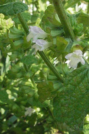 Melissa officinalis \ Zitronen-Melisse, I Urbino 9.6.2007