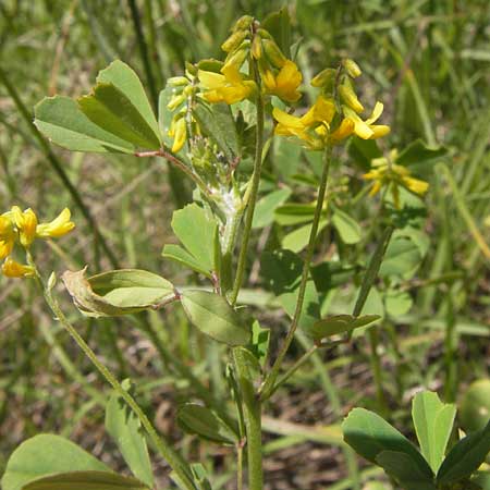 Melilotus elegans \ Eleganter Steinklee / Elegant Sweet Clover, I Liguria, Piana Crixia 21.5.2013