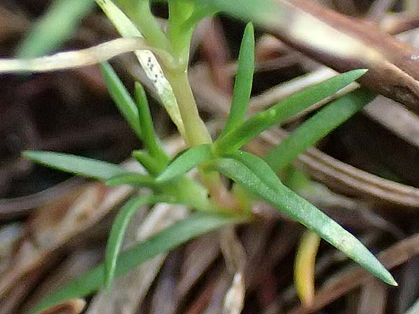 Moehringia bavarica ? \ Steirische Nabelmiere, Etschtaler Nabelmiere, I Südtirol,  Plätzwiese 5.7.2022