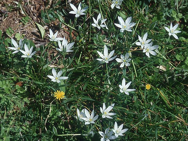 Ornithogalum gussonei \ Schmalblttriger Dolden-Milchstern / Gussone's White Star of Bethlehem, I Toscana, Alberese 28.3.1998