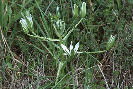 Ornithogalum gussonei \ Schmalblttriger Dolden-Milchstern, I Toscana, Mercatale 13.4.2000