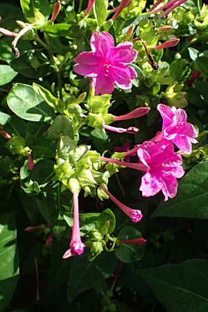 Mirabilis jalapa \ Wunderblume / Marvel of Peru, I Liguria, Moneglia 1.10.2023