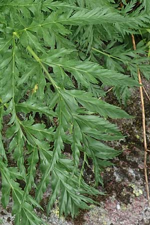 Molopospermum peloponnesiacum \ Striemensame, I Alpi Bergamasche, Pizzo Arera 5.6.2017