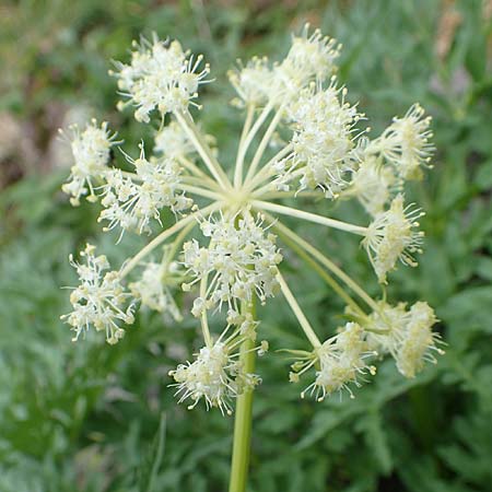 Molopospermum peloponnesiacum \ Striemensame, I Alpi Bergamasche, Pizzo Arera 5.6.2017