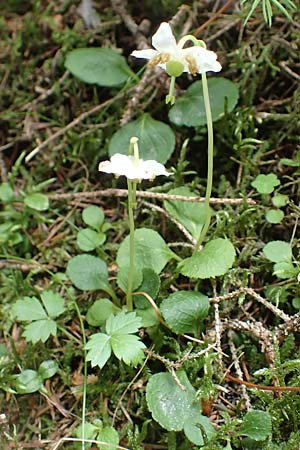 Moneses uniflora \ Einbltiges Wintergrn, Moosauge / One-flowered Wintergreen, I Südtirol,  Gsieser Tal 7.7.2022