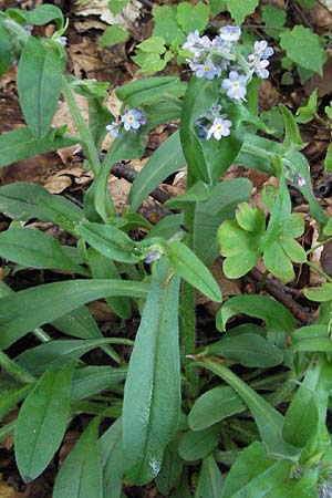 Myosotis sylvatica \ Wald-Vergissmeinnicht / Wood Forget-me-not, I Norcia 7.6.2007