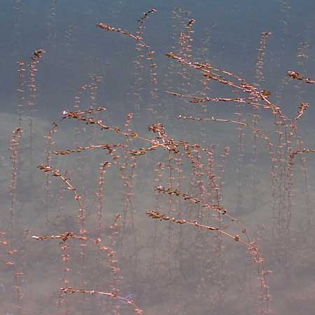 Myriophyllum spicatum \ hriges Tausendblatt, I Pragser Wildsee 6.7.2022