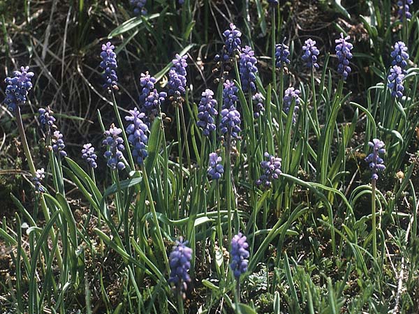 Muscari botryoides \ Kurztraubige Bisamhyazinthe, Kleine Traubenhyazinthe / Compact Grape Hyacinth, I Monte Baldo 10.5.1986