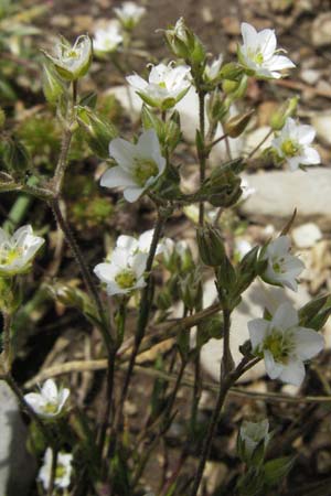 Sabulina verna s.l. \ Hgel-Frhlings-Miere / Hill Spring Sandwort, I Norcia 7.6.2007